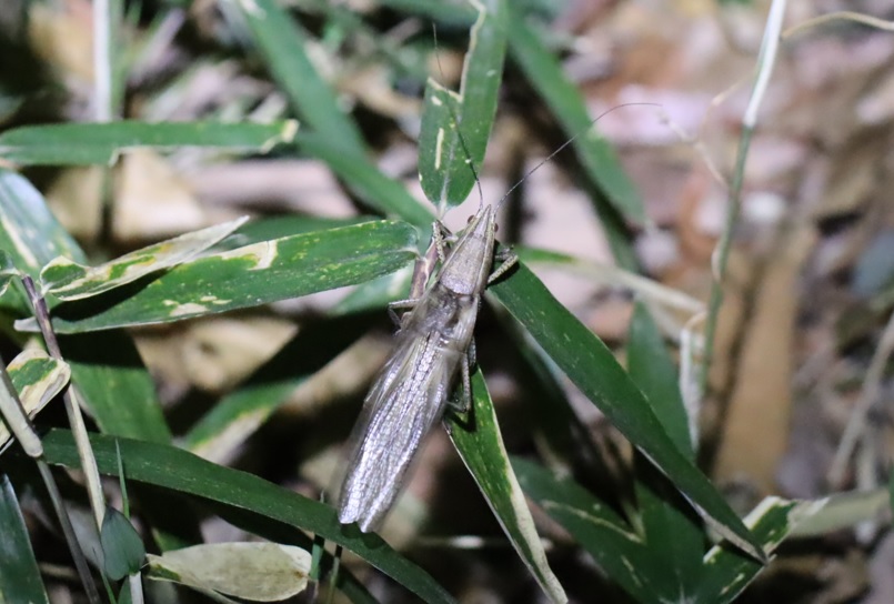 鳴いている 褐色のクビキリギス_クワガタ達のオアシス_2023年3月22日18時35分気温17度
